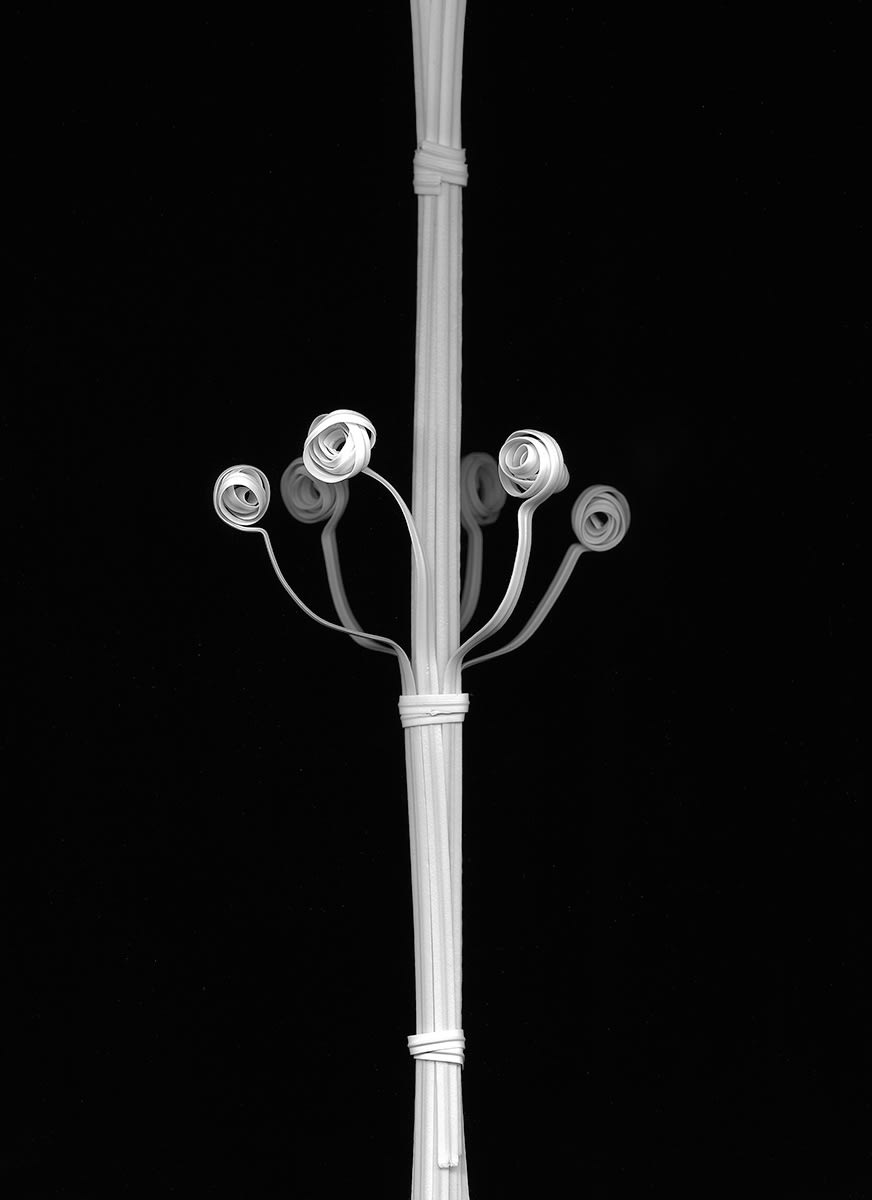 Japanese Primrose, 2016