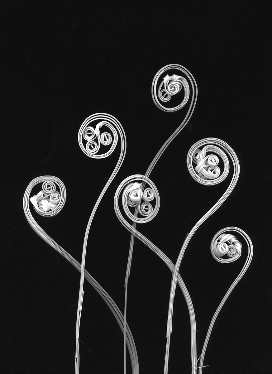 Maidenhair Fern, 2016