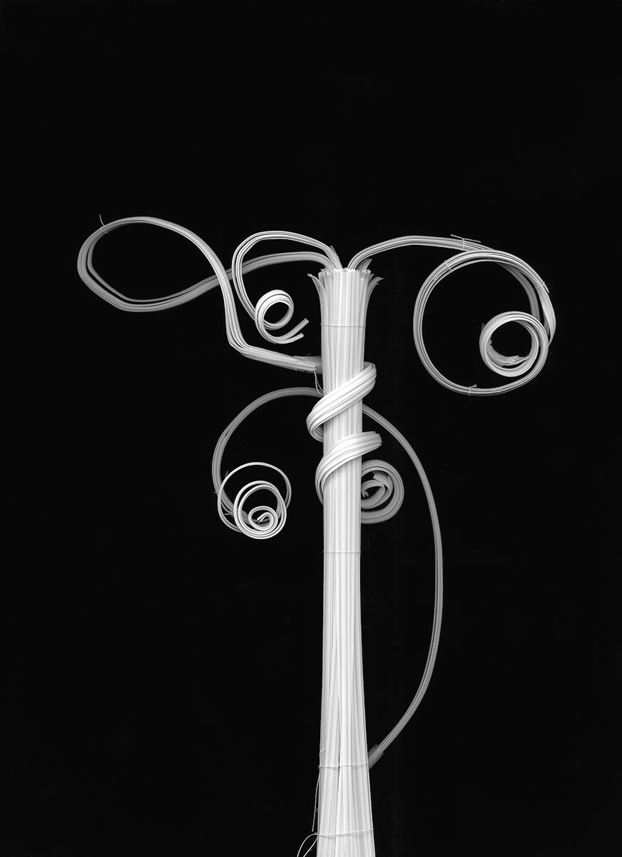 Pumpkin Tendrils, 2016