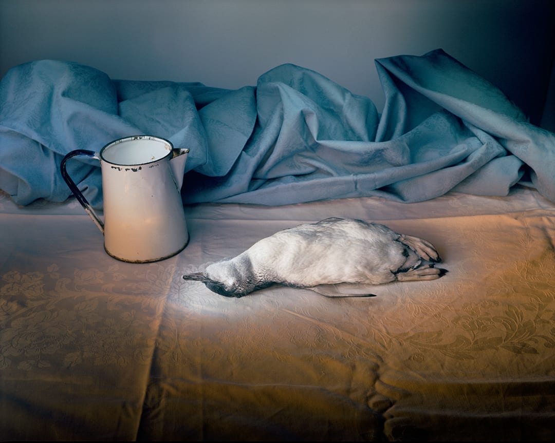 Penguin with enamel jug, 2009