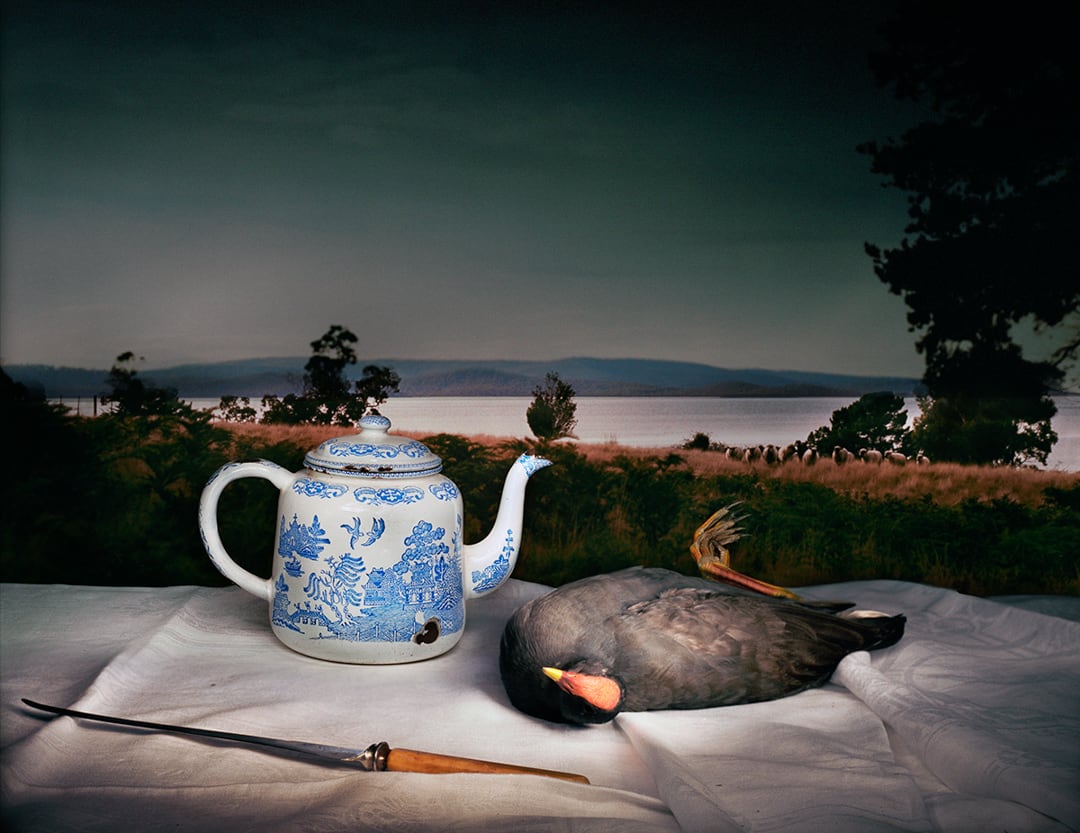 Dusky Moorhen with Chinese teapot, 2009