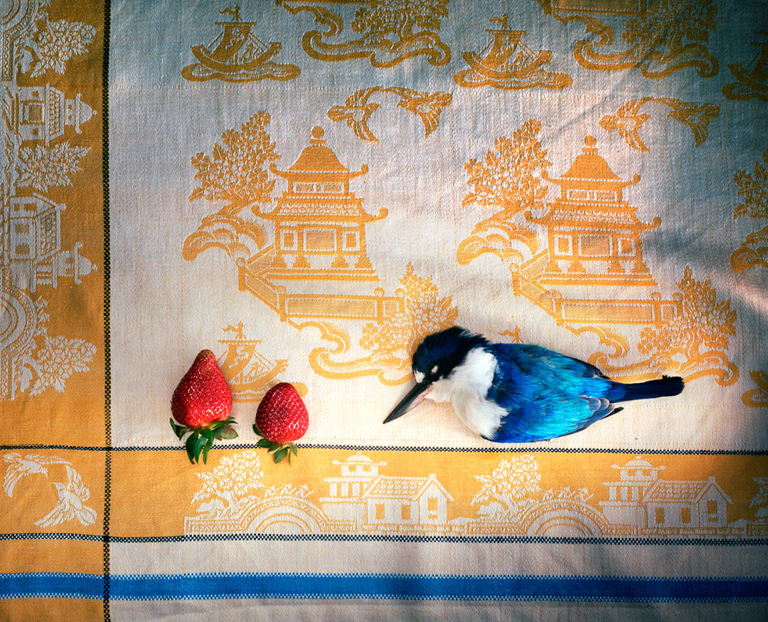Kingfisher with Chinese cloth and strawberries, 2009