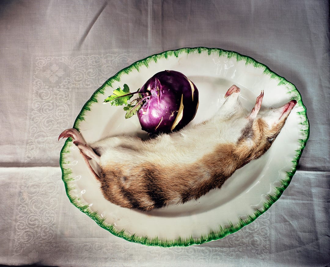 Bandicoot on plate, 2005