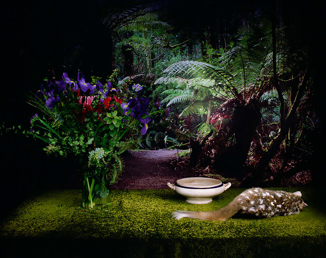 Quoll with flowers and bowl, 2006