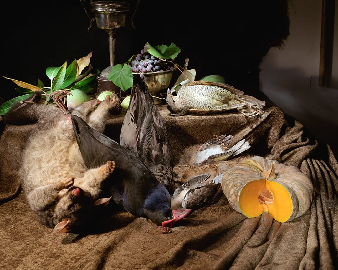 Possum and 5 birds, 2003