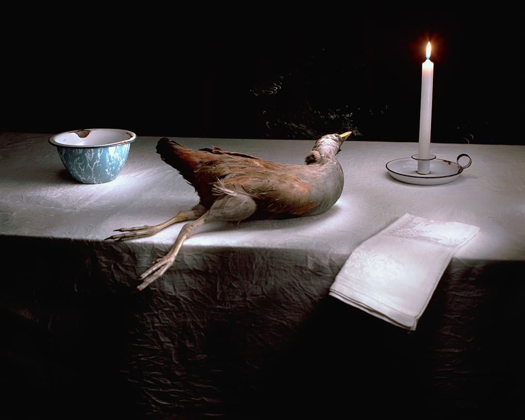 Tasmanian swamp hen with candle, 2005