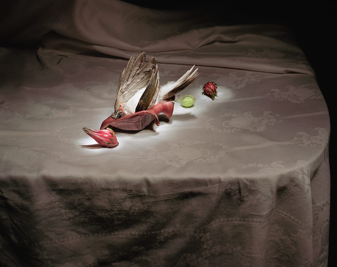 Bird in banana flower, 2003