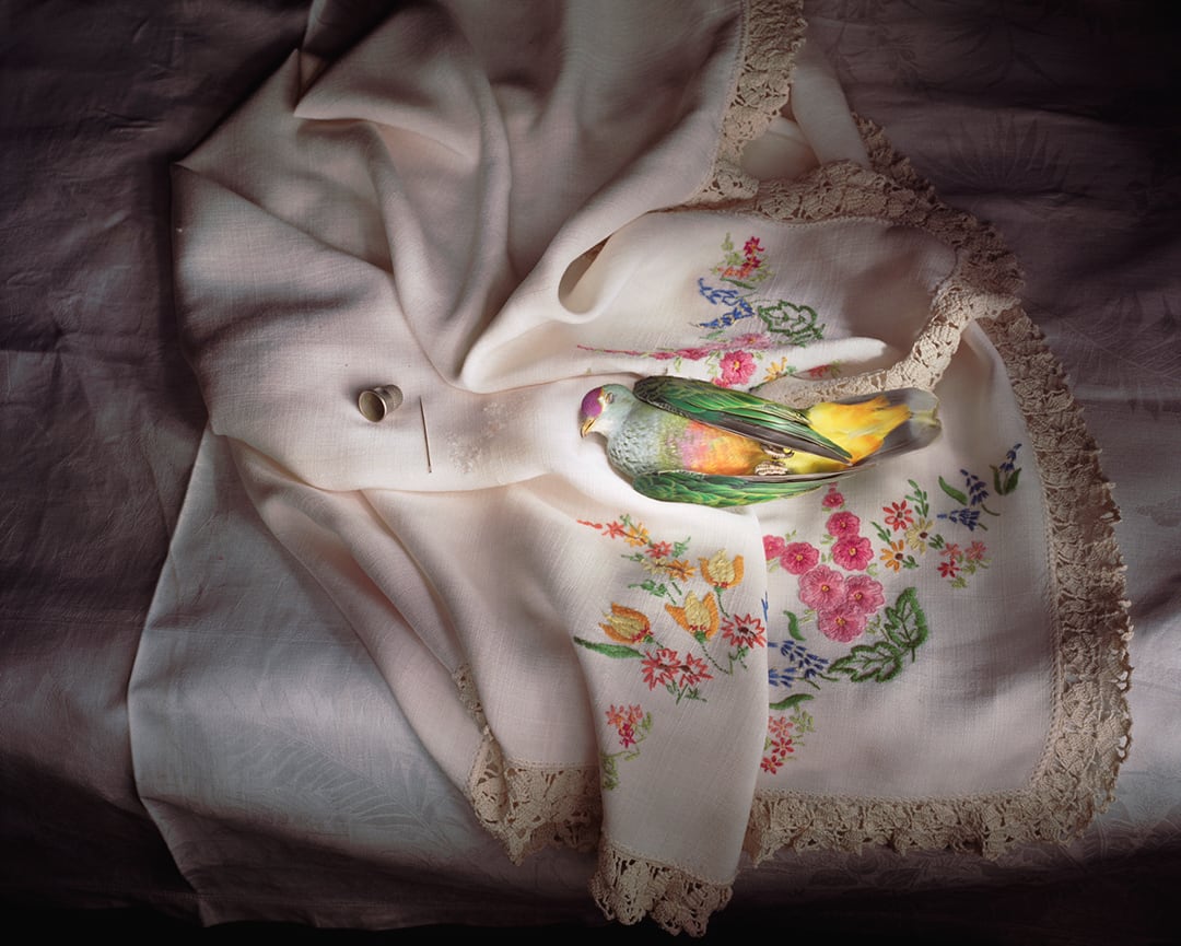 Rose crowned fruit dove with embroidered cloth, 2009