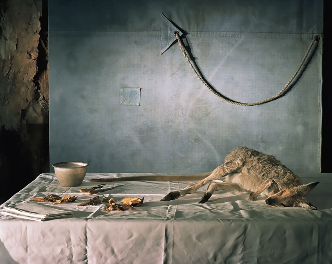 Wallaby with Tarp, 2006