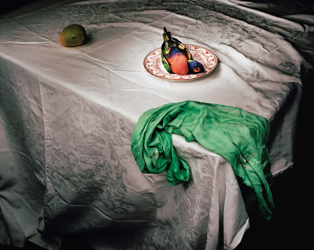 Lorikeet with green cloth, 2006