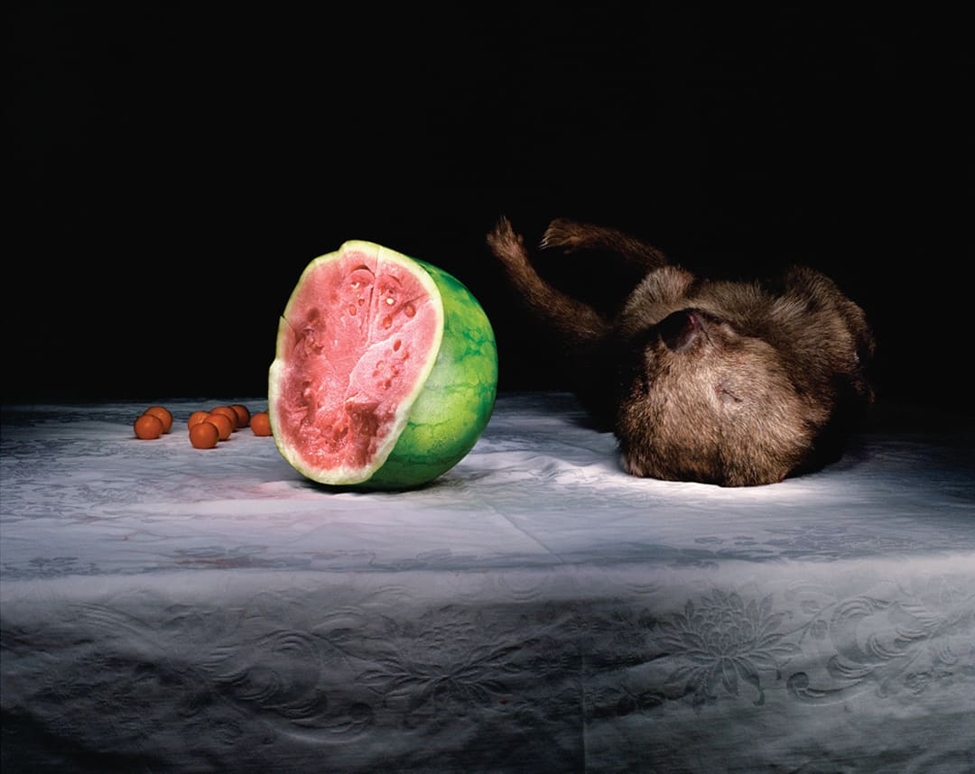 Wombat and watermelon, 2005
