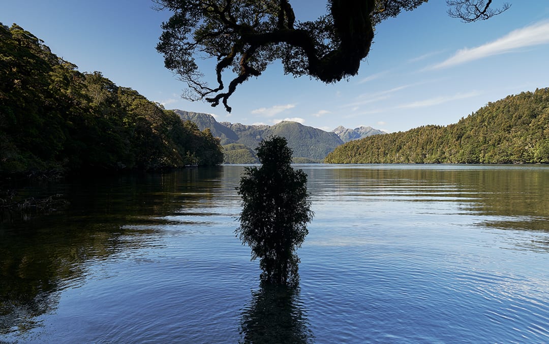 Tree Guardian. Beech tree branch sculpture, Dusky Sound, New Zealand. 2014
