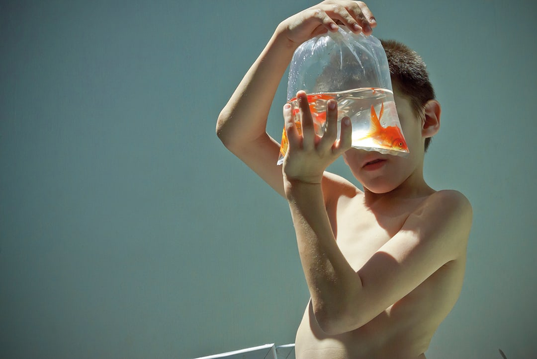 Goldfish, 2010