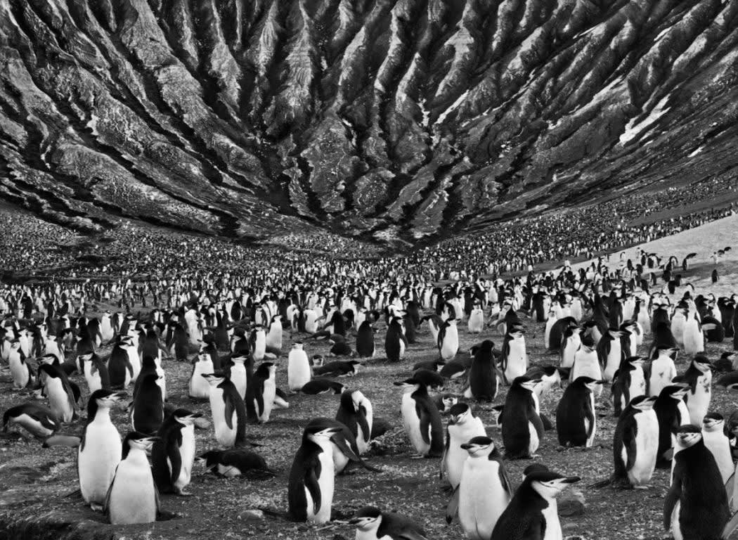 Colony of Chinstrap and Macaroni Penguins with Mount Michael an Active Volcano Behind, Saunders Island, South Sandwich Isl...