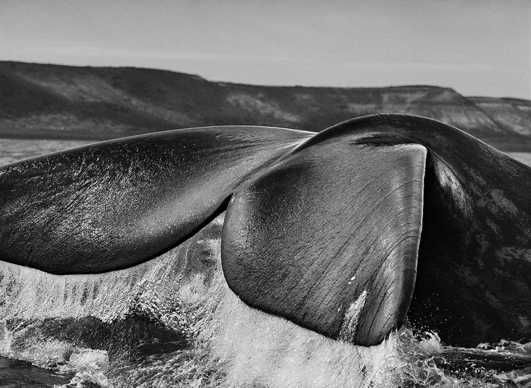 Southern Right Whale, Valdes Peninsula, Argentina, 2004