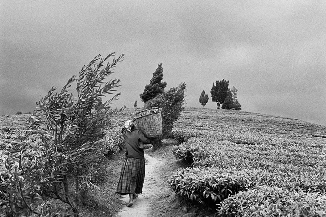 Gisovo tea plantation, Rwanda, 1991