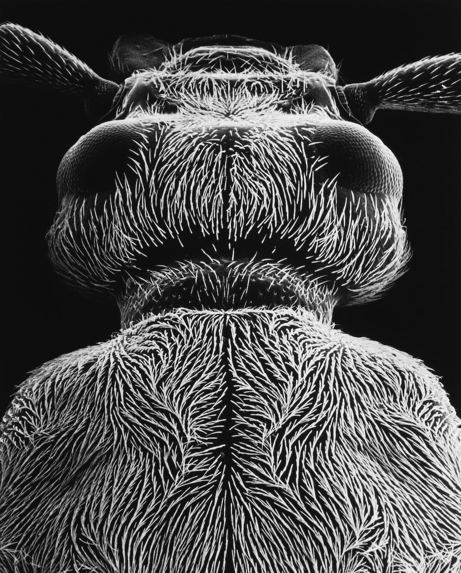 Imago 17-05-2,  Head of a beetle, 25x, 2005