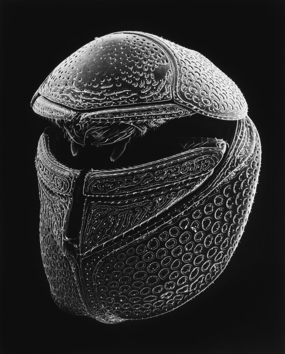Imago 4-09-4,  Ball beetle, 40x, 2009