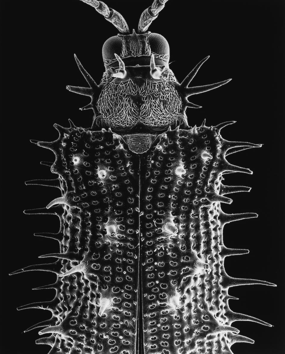 Imago 30-96-4, Head of a beetle, 25x, 1996