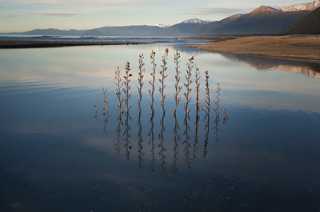 Flax Flower Cycle. Sculpture. West Coast, New Zealand. 2011