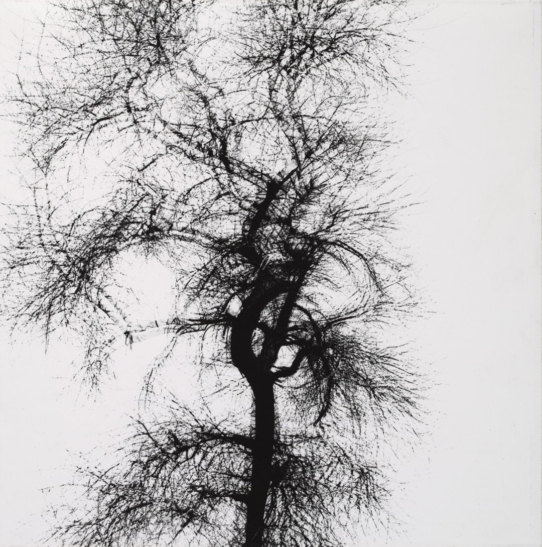Tree, Chicago, 1956