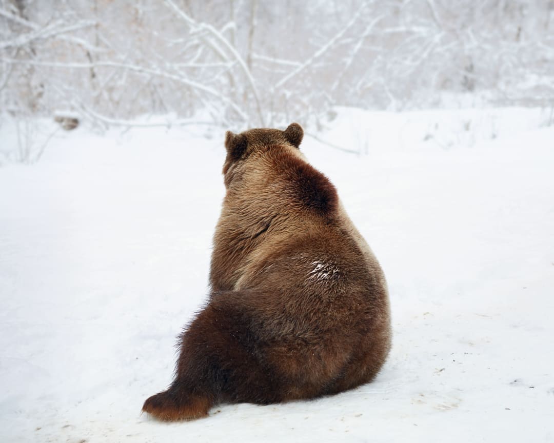 Sitting Bear (near Zărnești), 2013