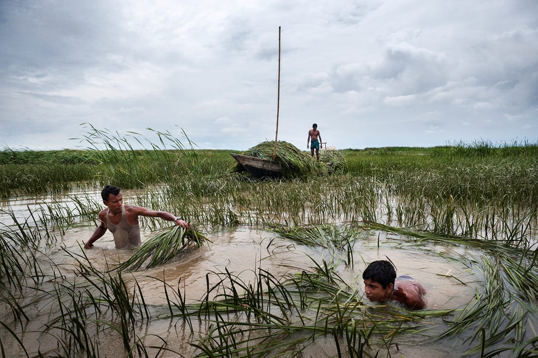 Cattle farmers cutting grass on an island once inhabited by a hundred families on Gazura island now submerged by the River...