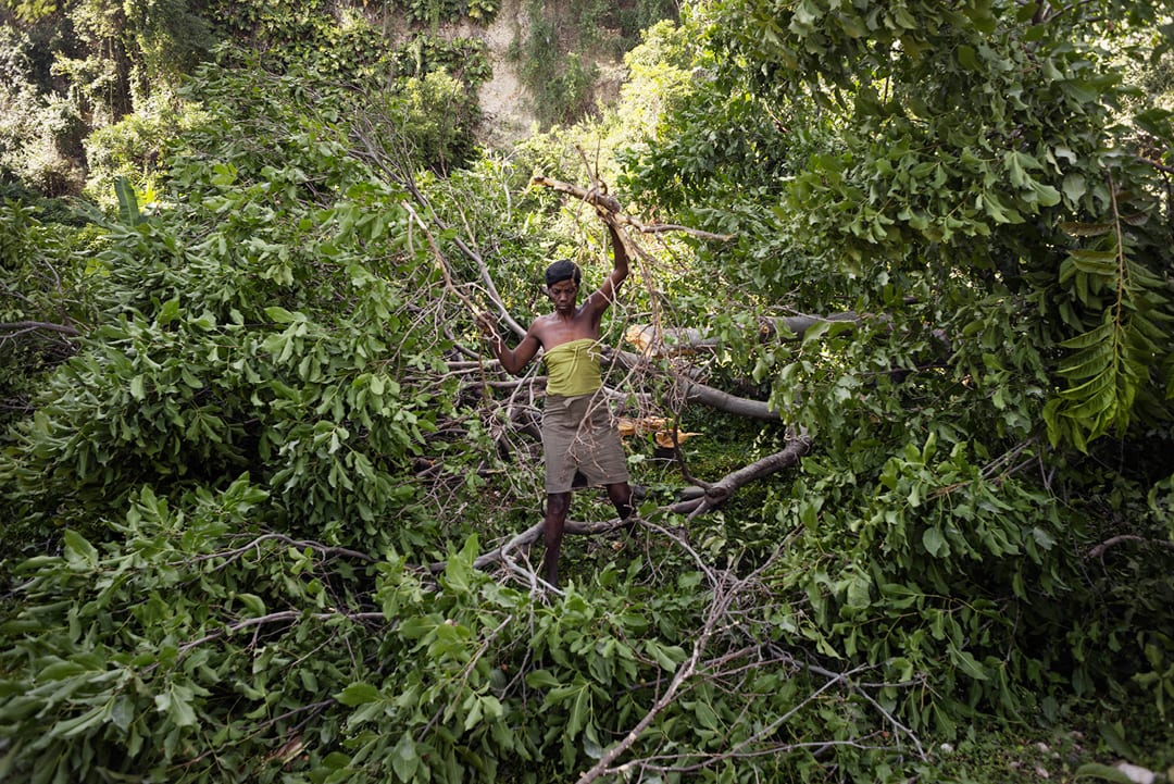 Haiti, Artibonite department. Near the city of Les Gonaïves, a woman is tearing branches from a felled tree, preparing it ...