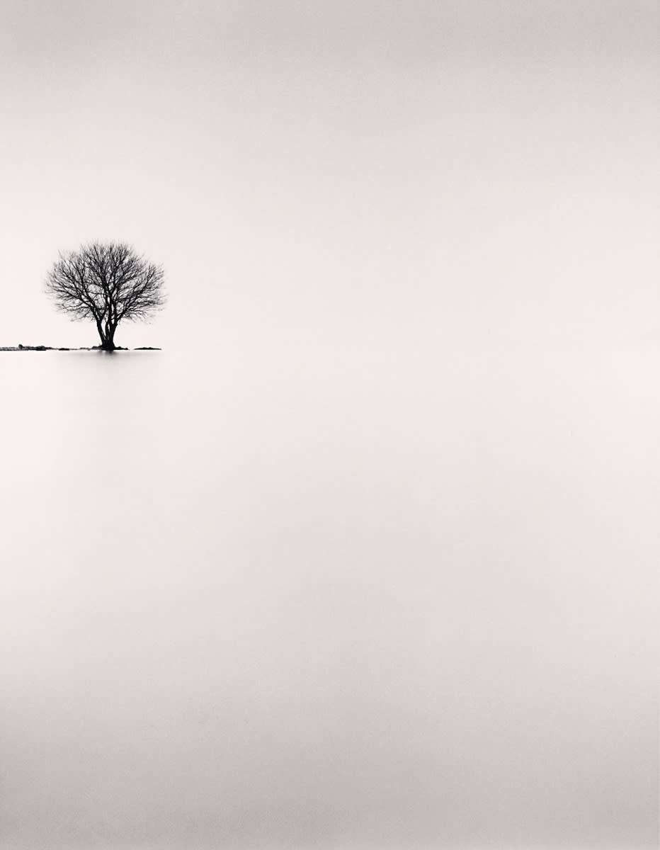 Biwa Lake Tree, Study 2, Omi, Honshu, Japan. 2002
