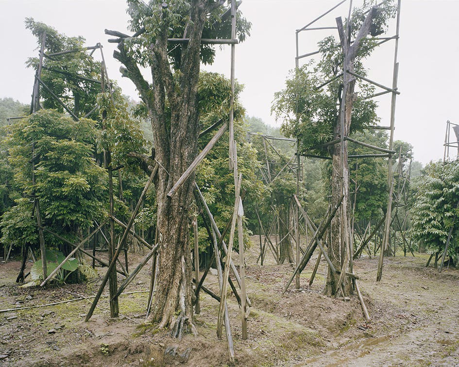 5-Longan woodland, University City, Chongqing, China, 2017