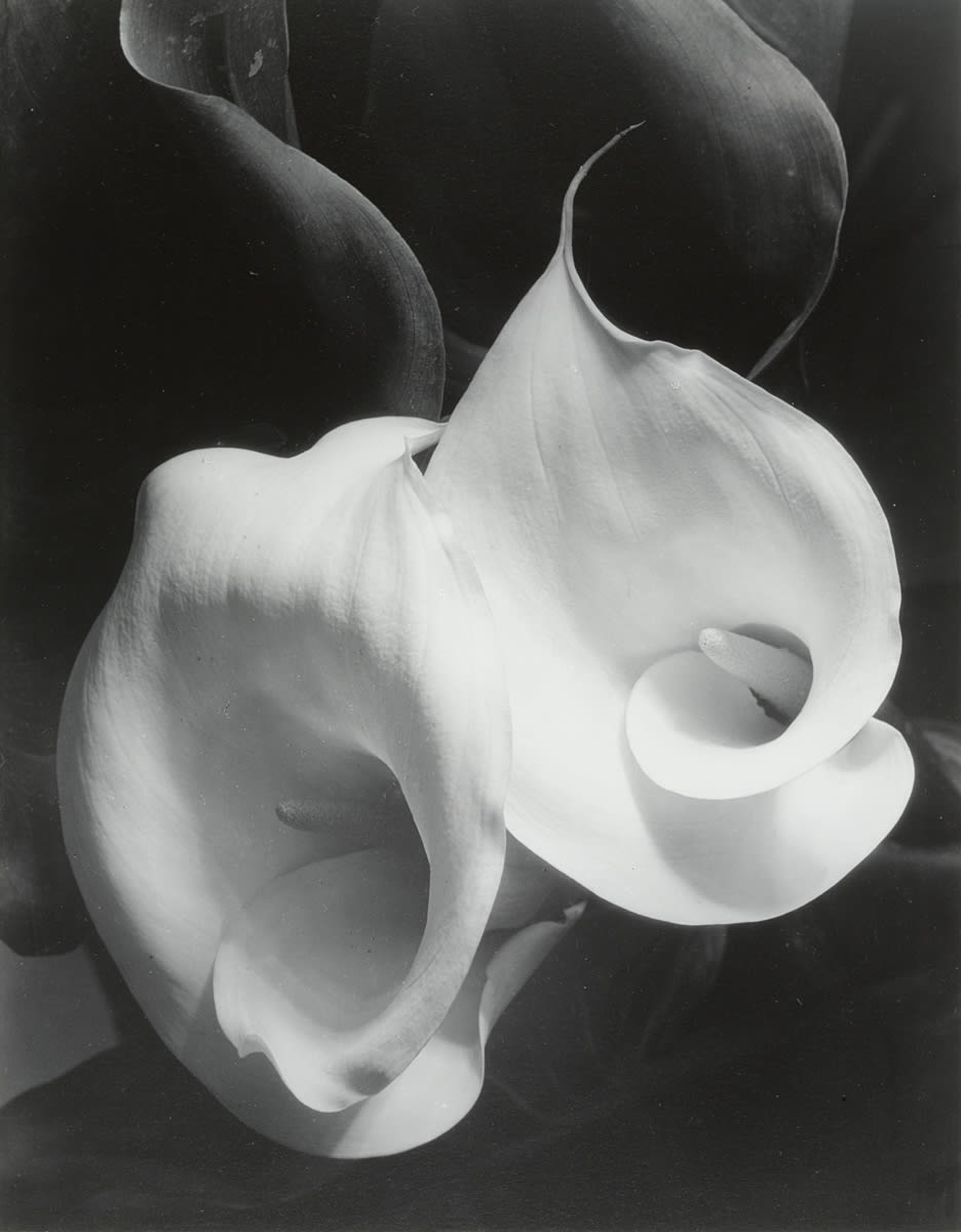 Two Callas, 1929 © Estate of Imogen Cunningham