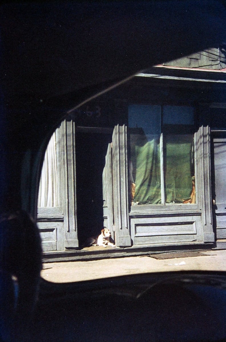Dog in Doorway, Paterson, 1952