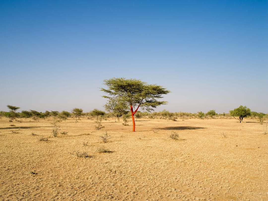 Warrior Tree, Thar Desert, 2014