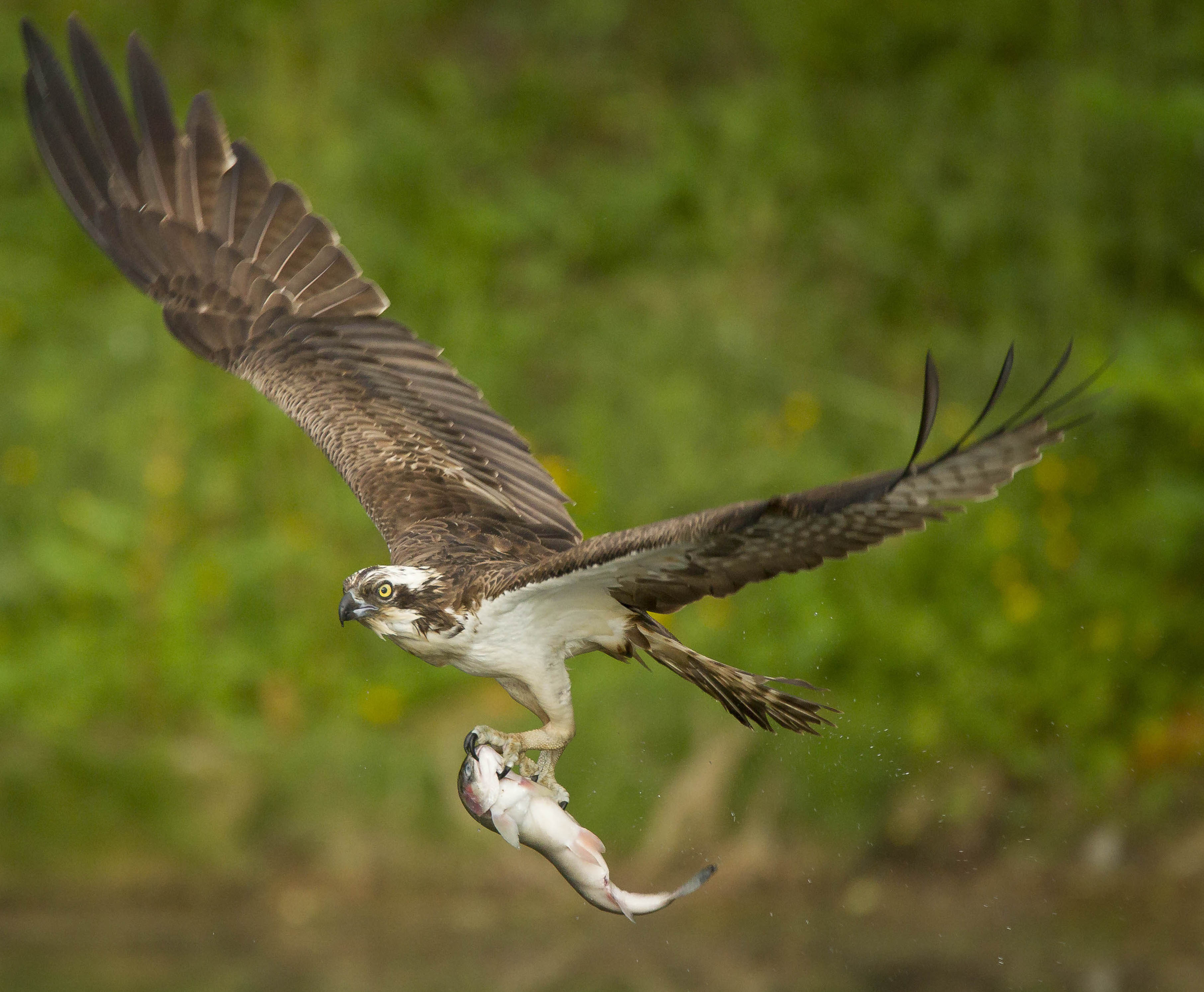 Osprey