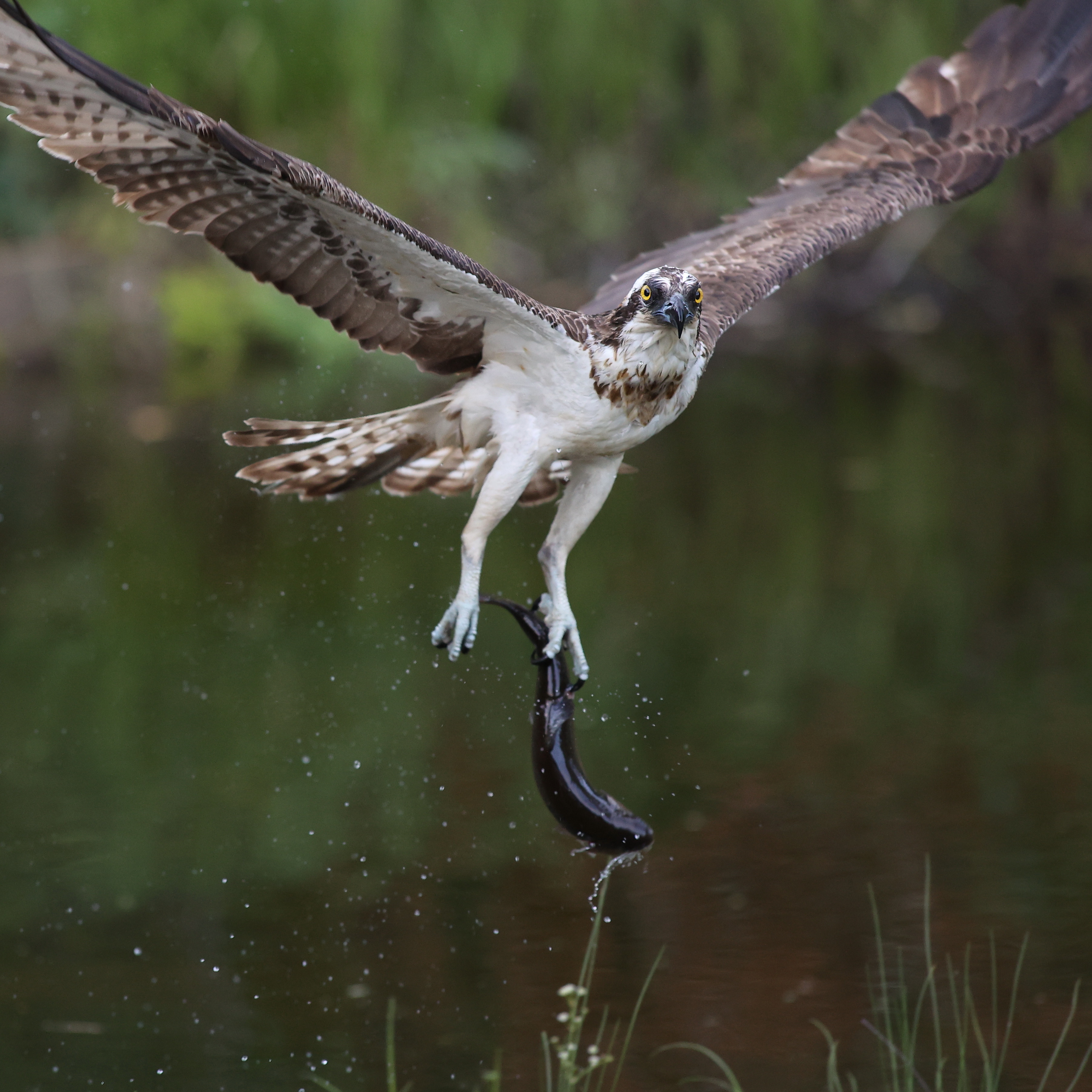 Osprey