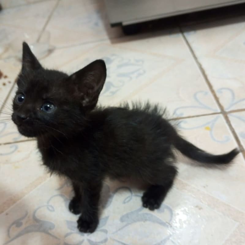 Foto de Gatito Bebe 1