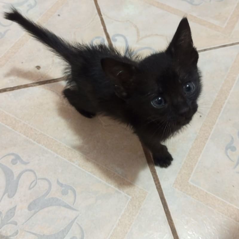 Foto de Gatito Bebe 1