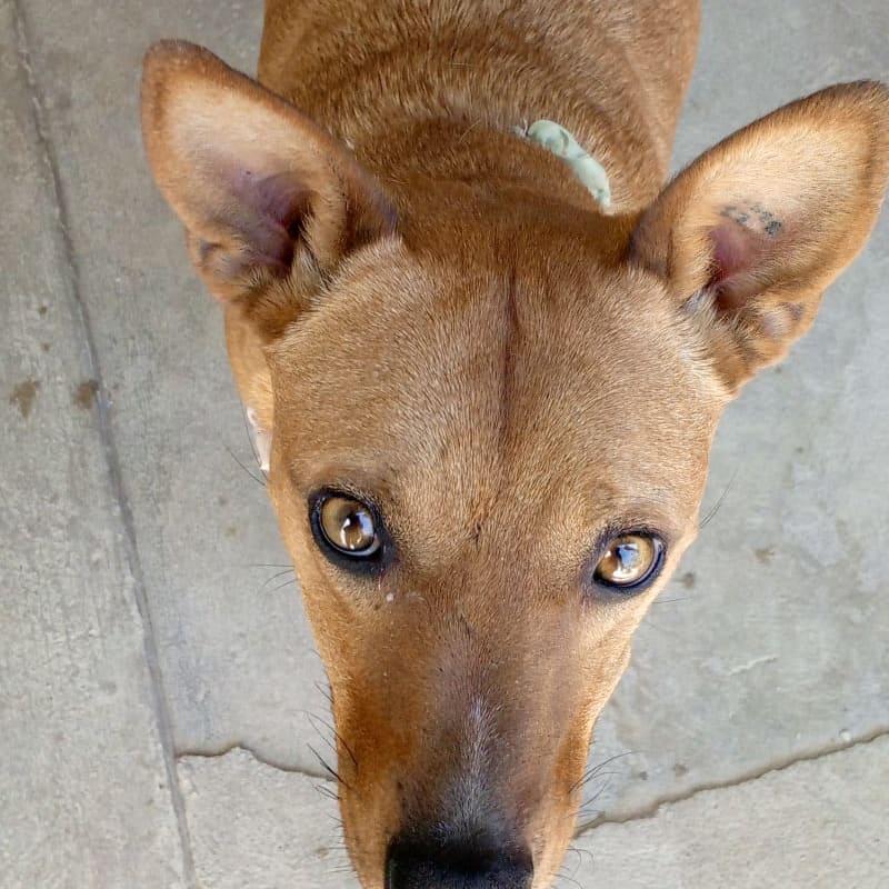 Foto de Colorada