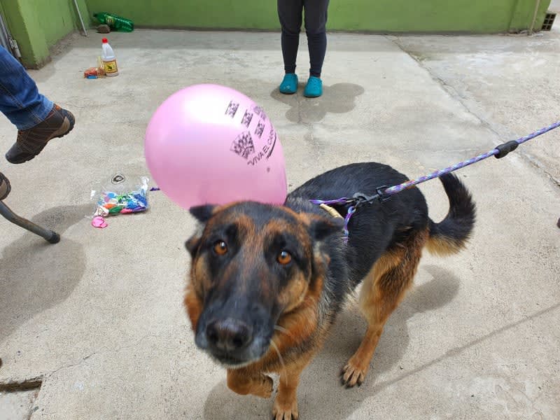 Imagen de mascota 2