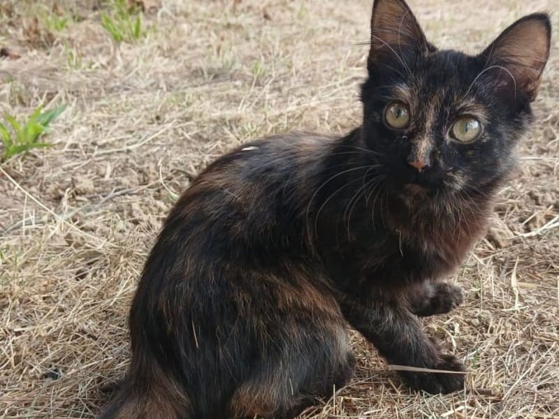 Imagen de mascota 1