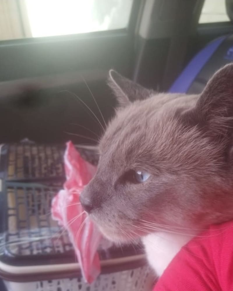 Foto principal de Balú