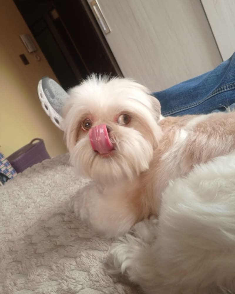 Foto principal de MASHA