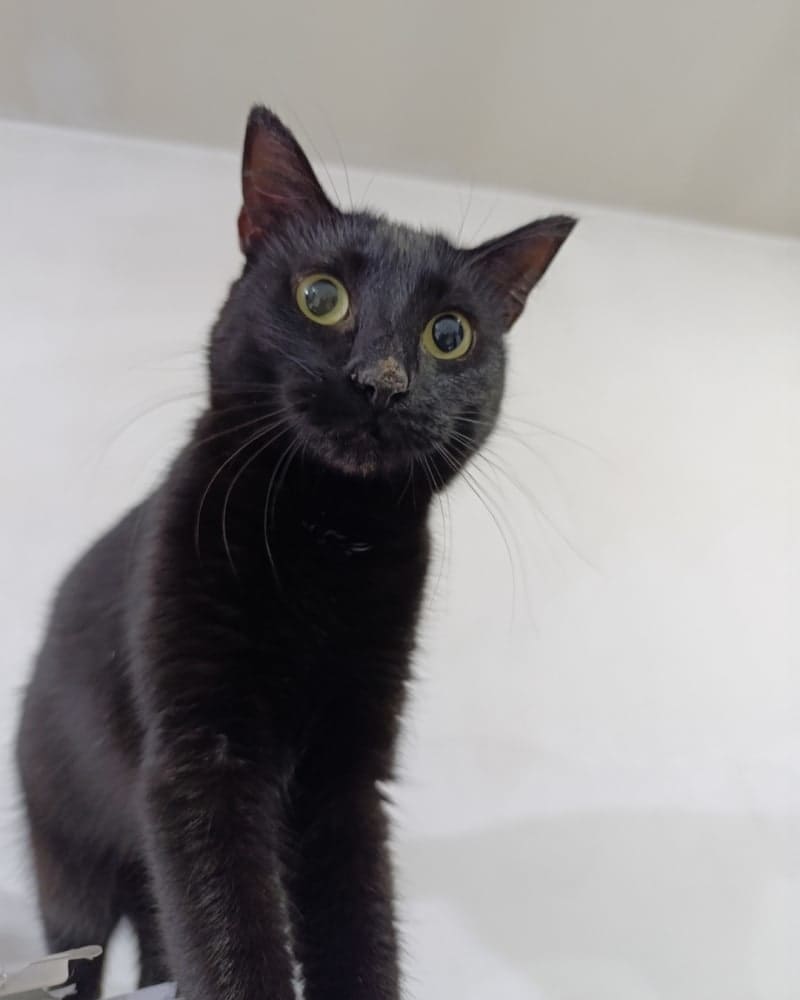 Foto principal de Freya