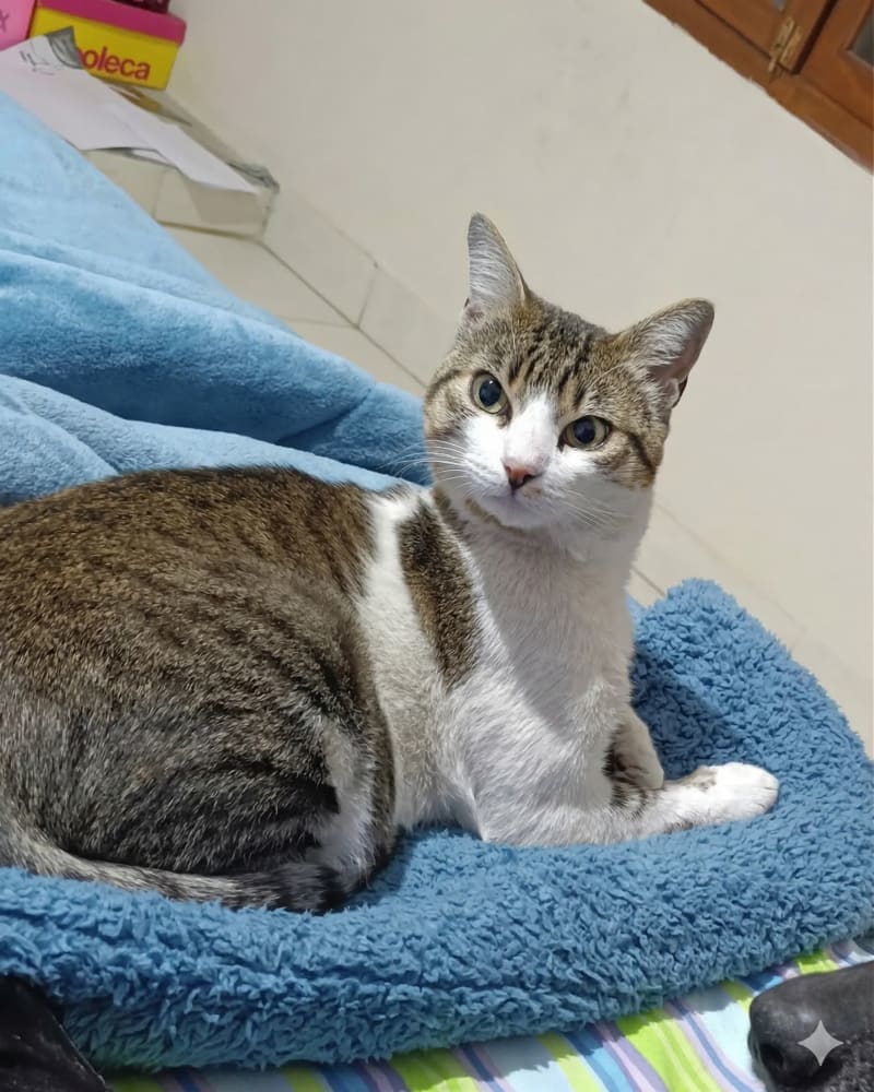 Foto principal de Mushu