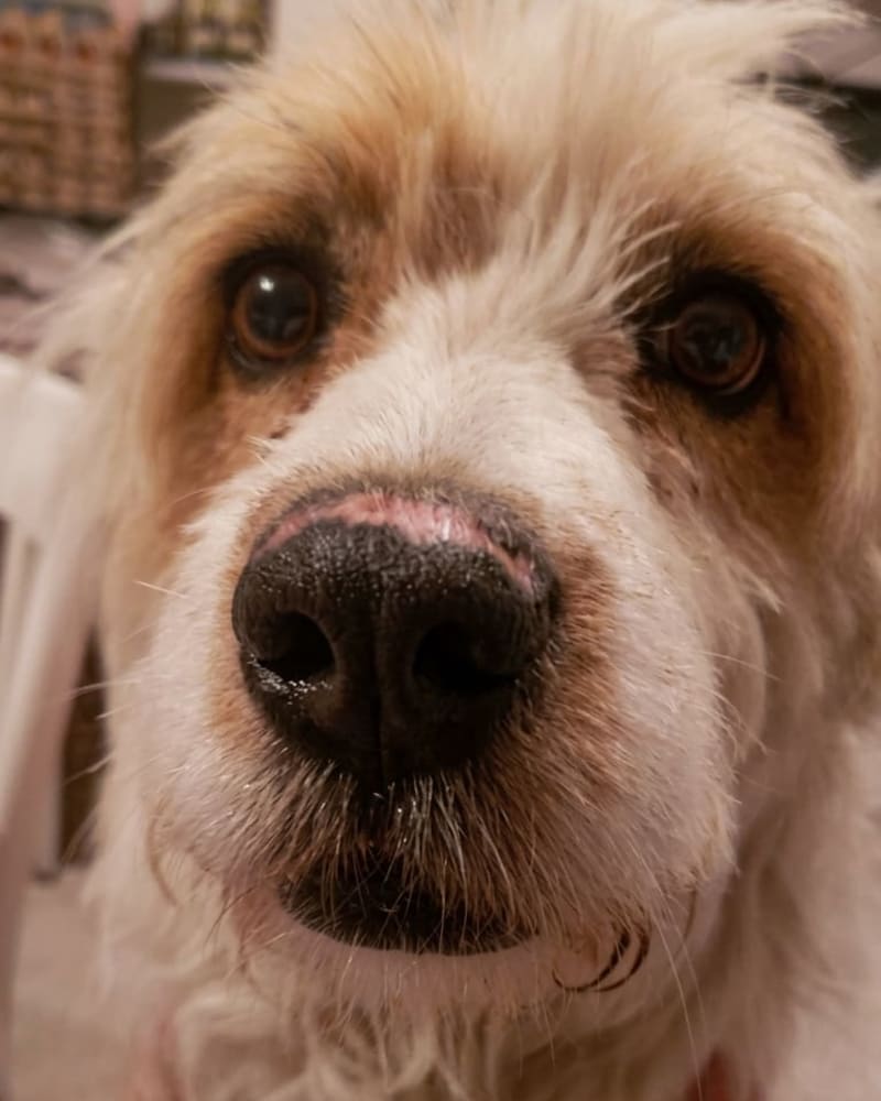 Foto principal de LULU