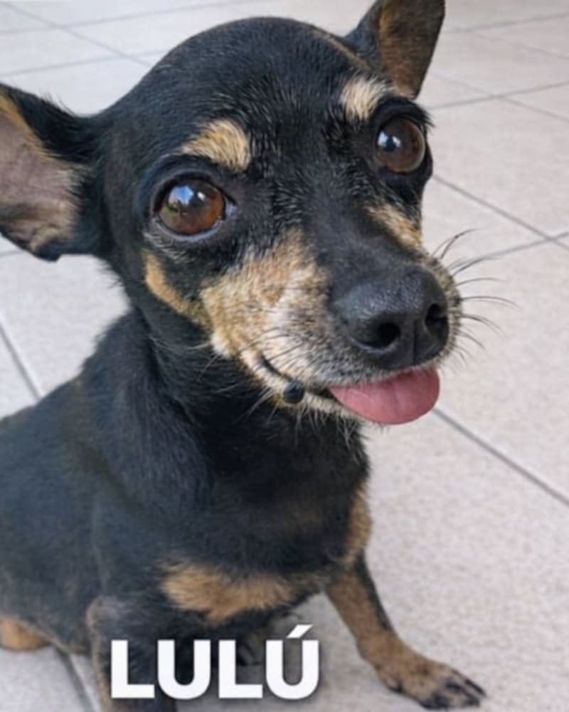 Foto principal de Lulu