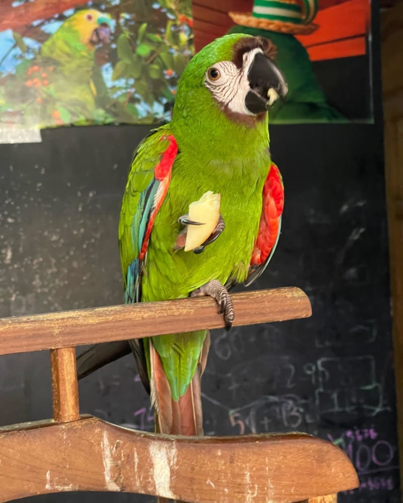 Foto principal de Lola