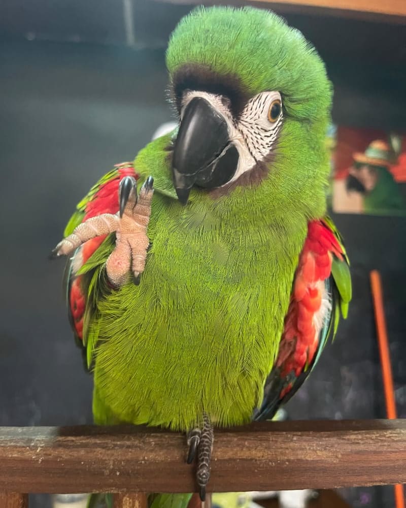 Foto secundaria de Lola