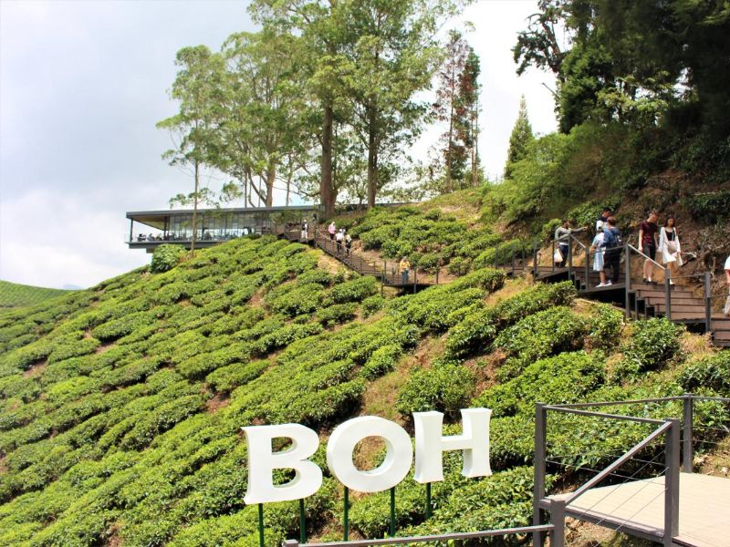 Cameron Highland & Taman Negara Tour 5D4N