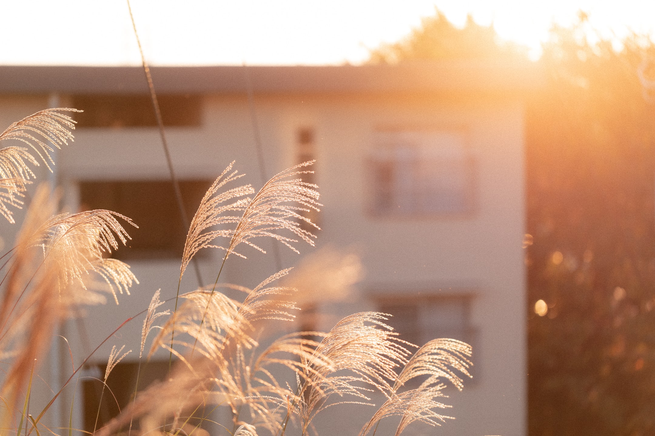 Tokyo Family Portrait Photography Tokyo Family Portrait Photography